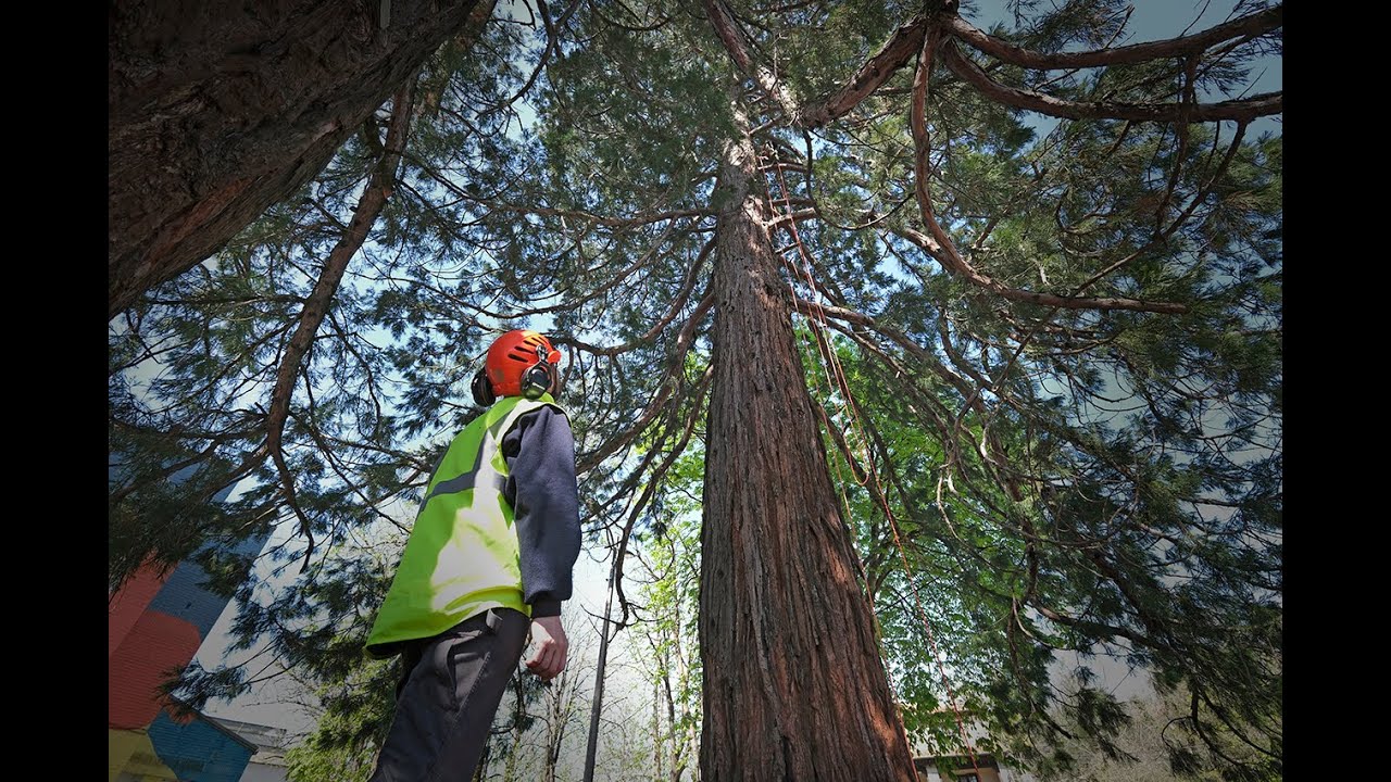 Las Sequoias del complejo Matilde de la Torre de Cabezón de la Sal a examen para su conservación.