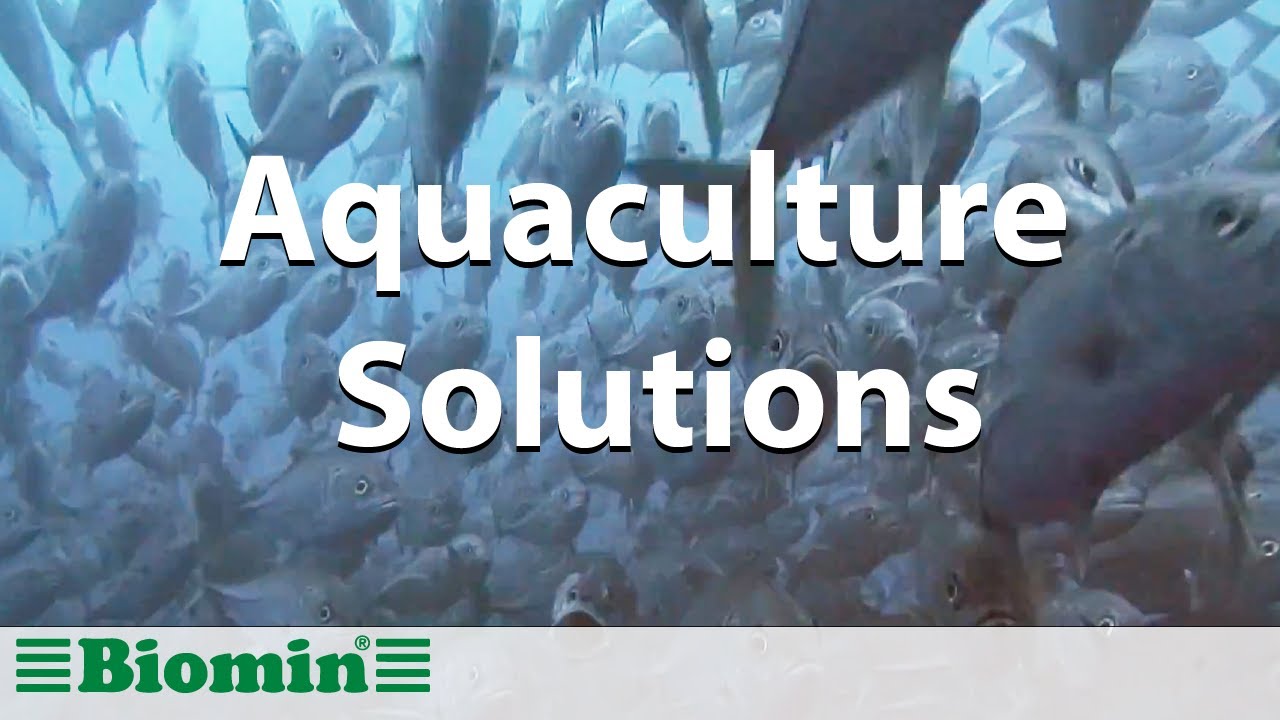 BIOMIN Aquaculture Solutions