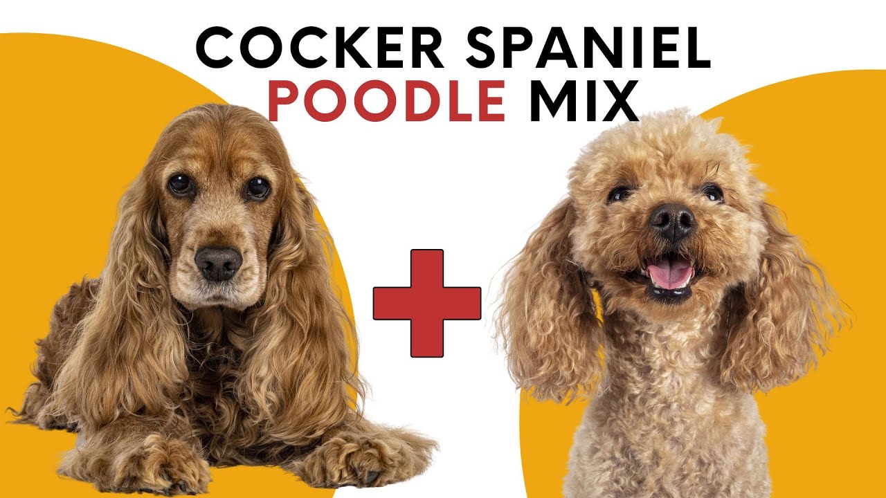 Cockapoo: Cocker Spaniel Poodle Mix