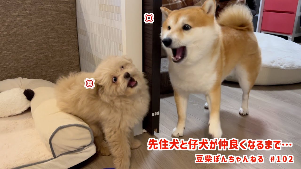 【一触即発!?】先住犬ぽん吉は仔犬を受け入れてくれるのか…？【＃102】
