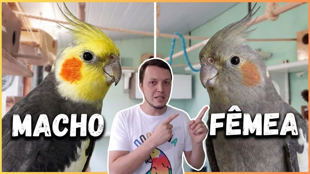 COMO SABER SE A CALOPSITA É MACHO OU FÊMEA
