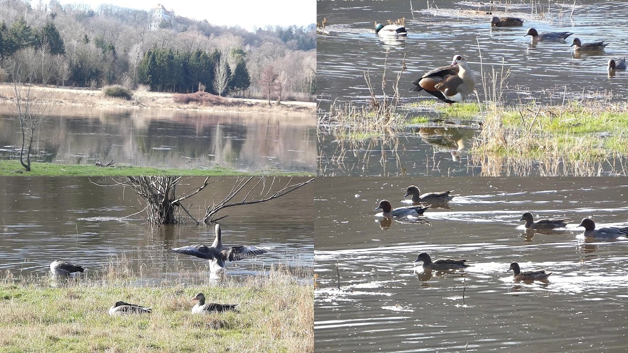 An der Elbe nach der Schneeschmelze beobachtet (25.02.2026)