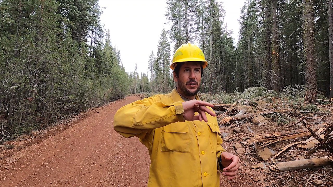 How Can You Tell If A Fire-Damaged Tree is Going to Die?