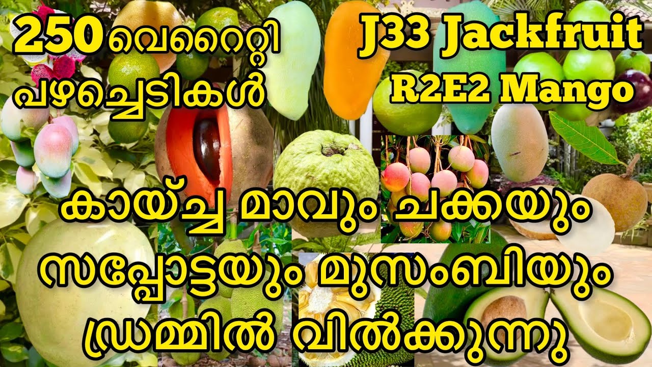 J33 Jackfruit & R2E2 Mango Plants വിൽക്കുന്ന നഴ്സറി|ഡ്രമ്മിൽ വാങ്ങിക്കോളൂ|drum fruit plants for sale