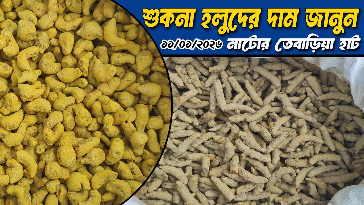 শুকনা হলুদের দাম জানুন নাটোর তেবাড়িয়া হাট থেকে 11 Jan 2026