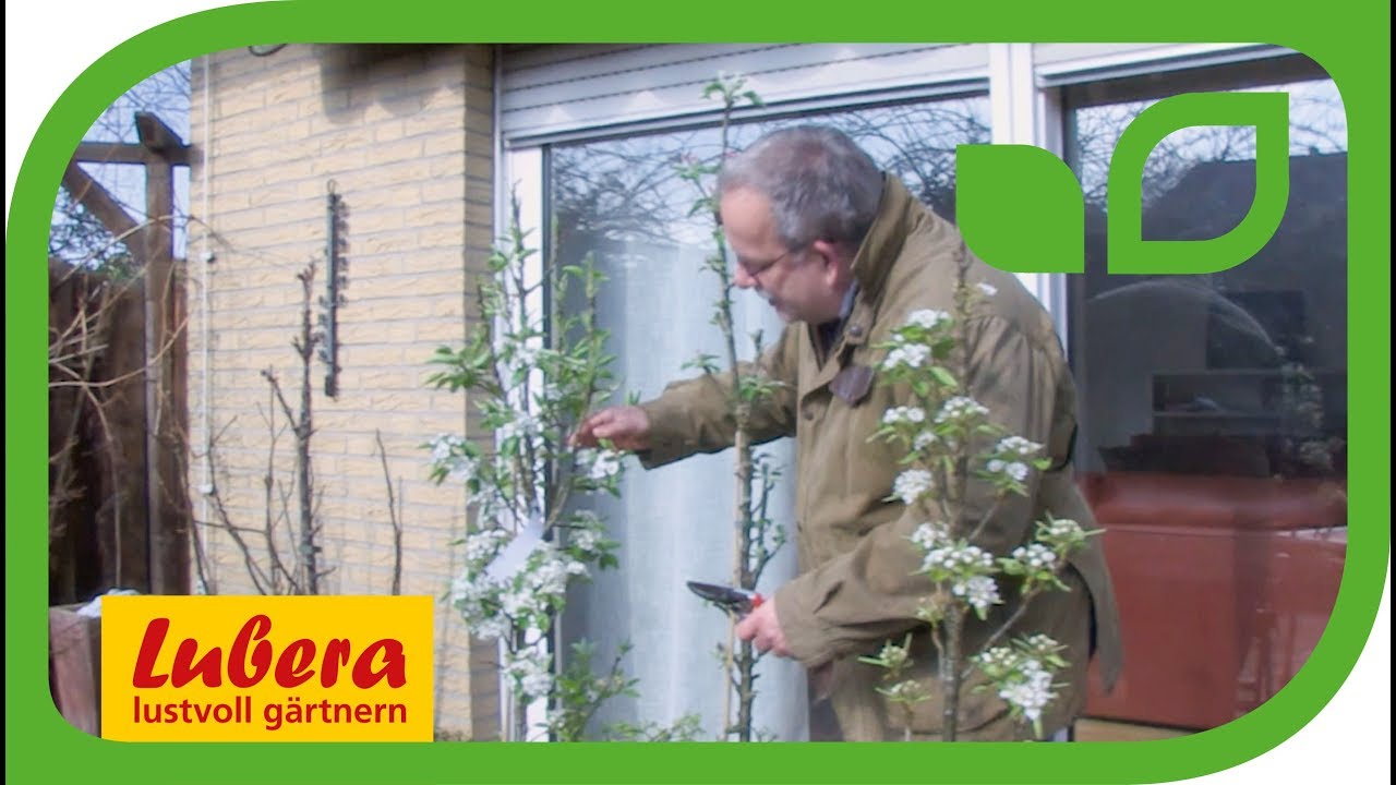 Die Säulenbirne Pirini® Myway® schneiden