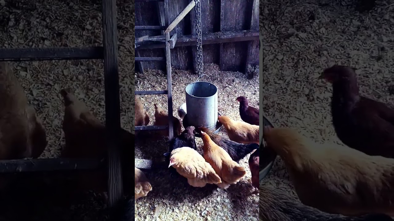 Happy Beaks: Chickens Munching in the Run 🐓🍎