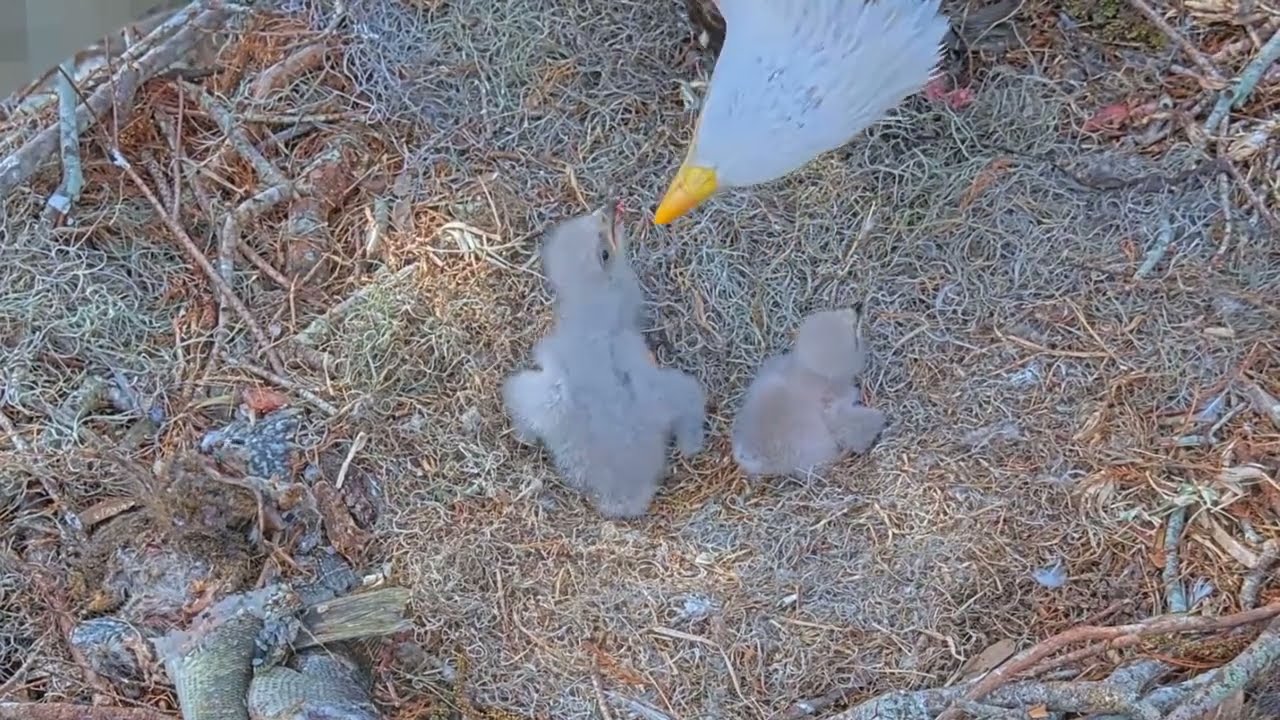#baldeagle S03#P17 Review birds in nest with nature #birdslovers #birdsounds #birdsnest