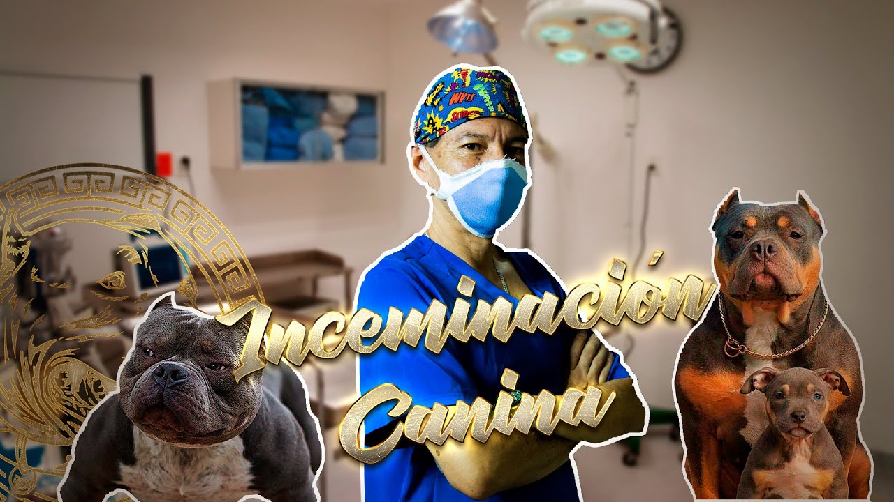 Desde Arequipa El especialista en Reproducción Canina  Dr. Luis Lam