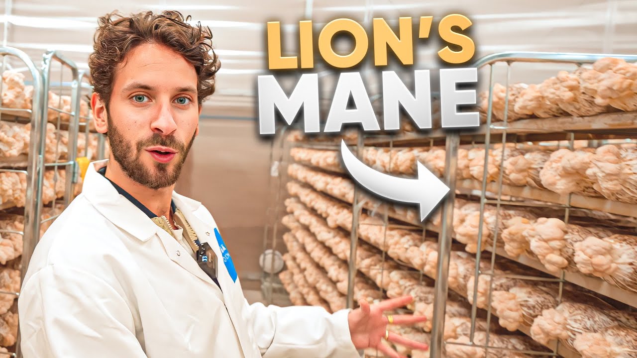 Le Lion’s Mane, vrai boost pour le cerveau et la concentration ? Décryptage