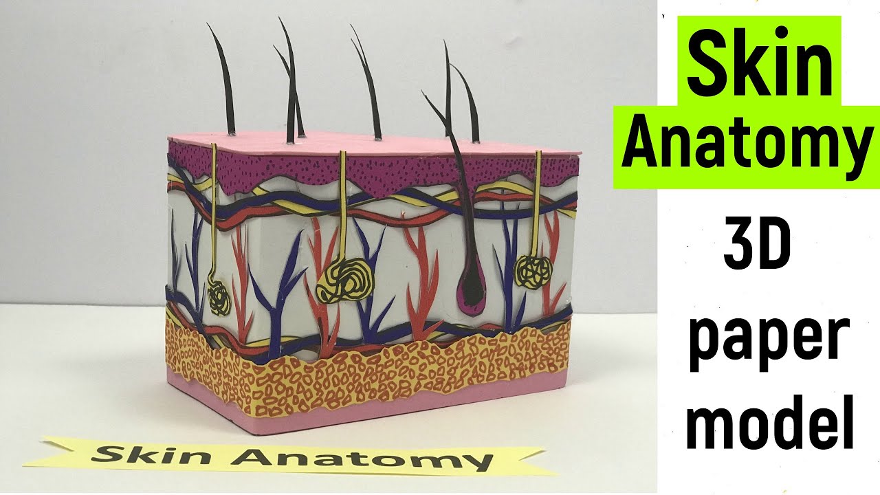 Skin 3D model making | Skin Anatomy model making | Paper model | #diyasfunplay | #diyproject