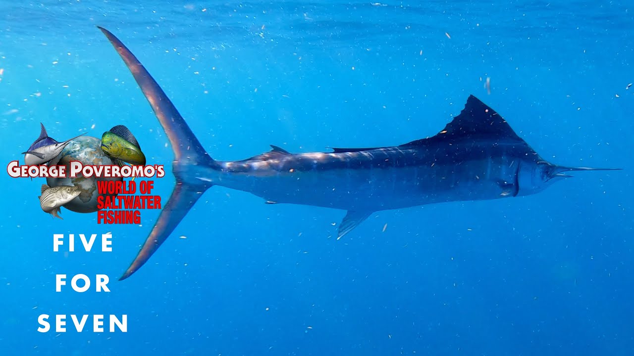 SAILFISH OFF MIAMI - 2022 SEASON - Episode 4; - 4K