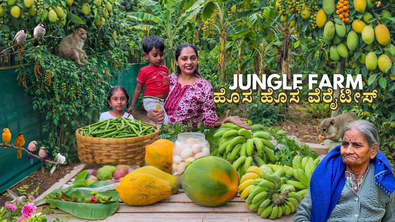 😲 ಅತ್ತೆಗೆ ಏನಾಯ್ತು? ನಮ್ಮ ಕಾಡು ತೋಟದಲ್ಲಿ ಹೊಸಾ ತರದ ಹಣ್ಣು, ಸೊಪ್ಪು ಮತ್ತು ಮಸಾಲೆ ಹಾರ್ವೆಸ್ಟಿಂಗ್ Kannada Vlog