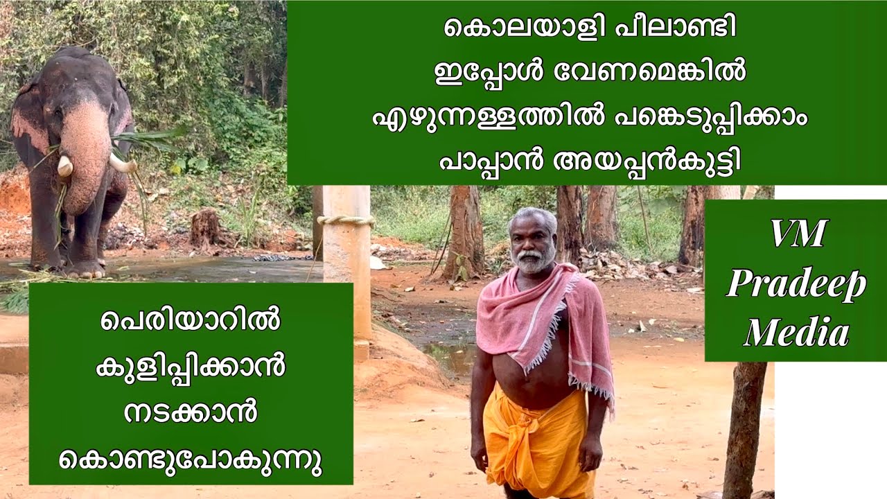 കൊലയാളി പിലാണ്ടിയെ ഇപ്പോൾ എഴുന്നള്ളത്തിൽ പങ്കെടുപ്പിക്കാമെന്ന് പാപ്പാൻ#elephant@VMPRADEEP