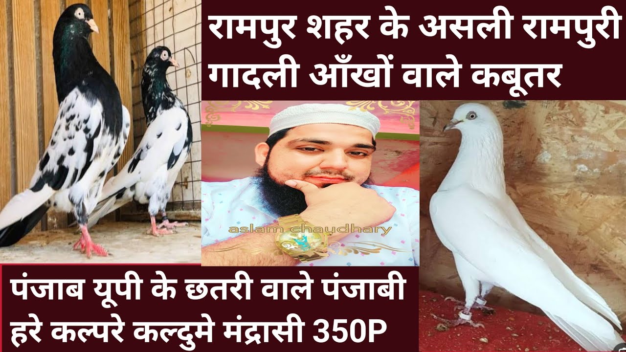 Nawabo Wala Shok Rampuri Hayfly Pigeon |Chtri Wale Panjabi Pigeon |31/01/26