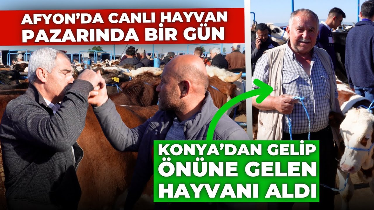 Afyon'da Canlı Hayvan Pazarı'nda Bir Gün: Konya'dan Gelip Önüne Gelen Hayvanı Satın Aldı!