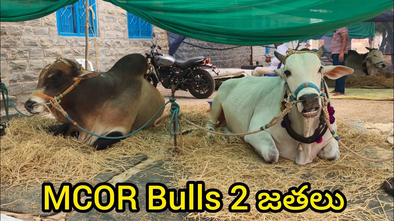 రెంటచింతల సీనియర్స్ విభాగానికి వచ్చిన గిత్తలు..MCOR Bulls మార్తల చంద్ర ఓబుల్ రెడ్డి గారి రెండు జతలు 