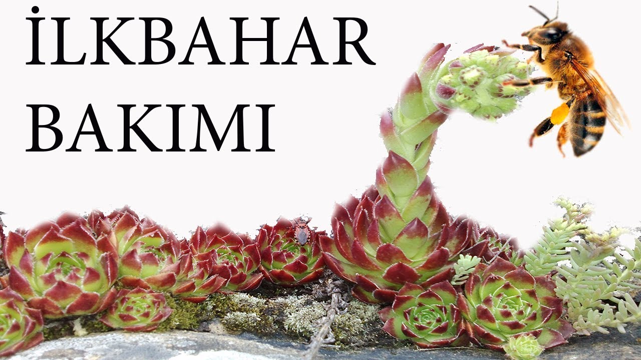 İlkbaharda yapılması gerekenler hakkında
