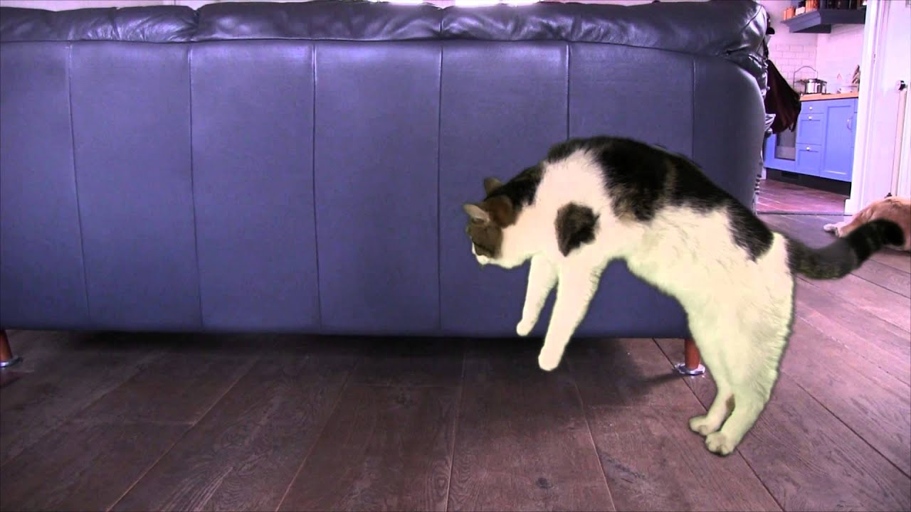 My cat is soo weird....