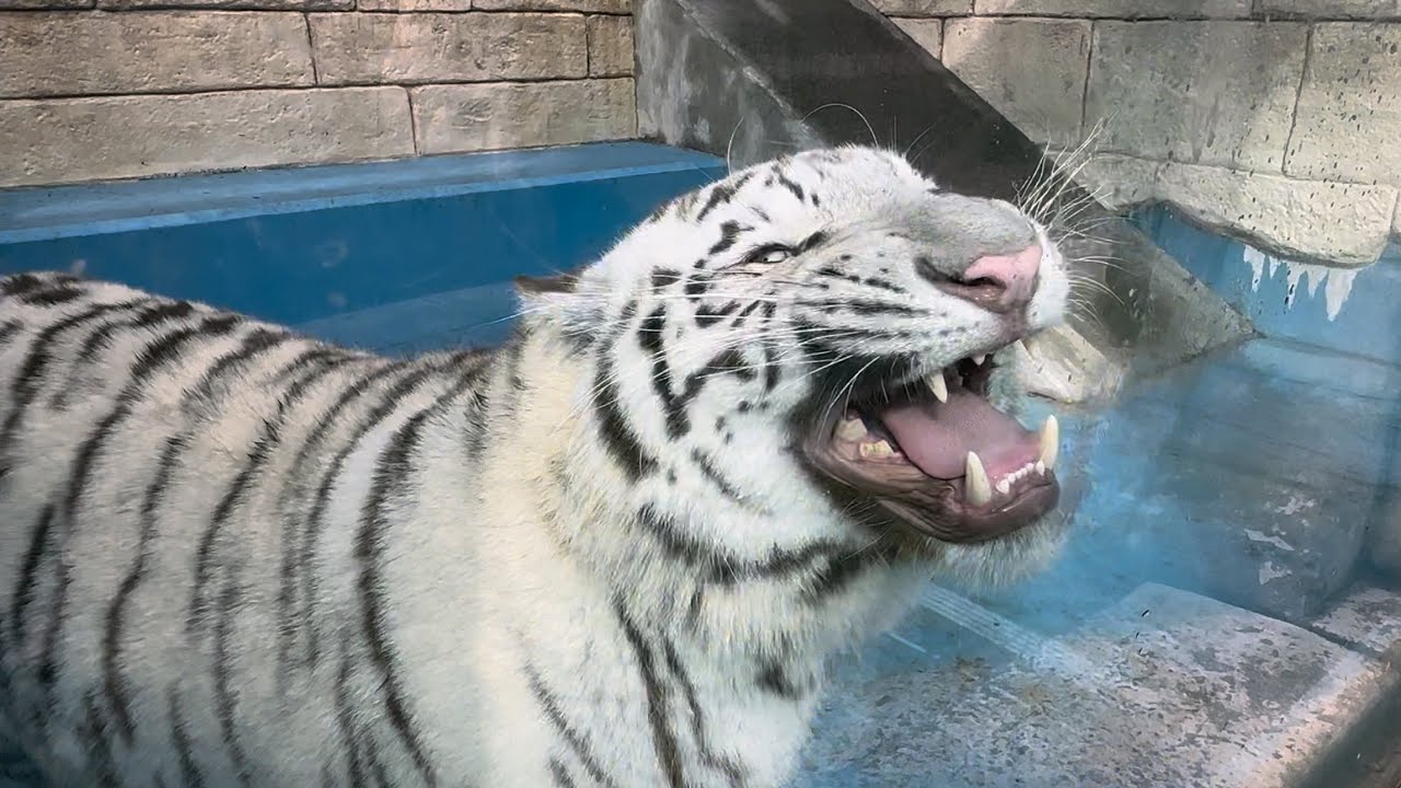 小さな女の子に褒められてパパと同じ反応をするハクくん😊　1月19日 東武動物公園　ホワイトタイガー