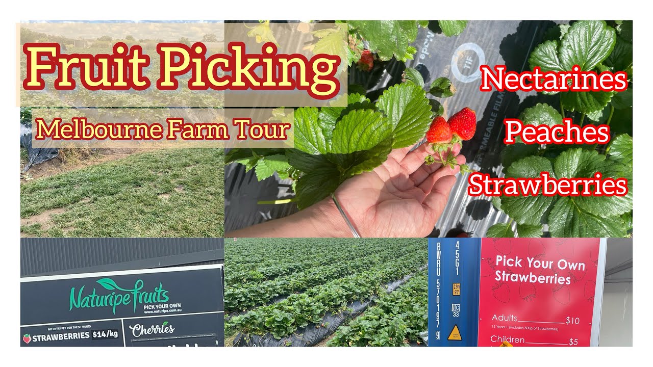 Fruit picking from melbourne farm || Fresh Strawberries || Nectarine || Peaches || Farm Tour