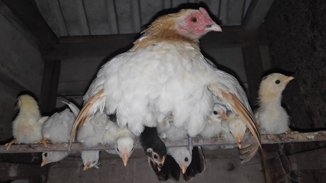 Mother Chicken Calling Chicks Go to Sleep - Baby Chicken Chirping Noises - baby chicks sleeping