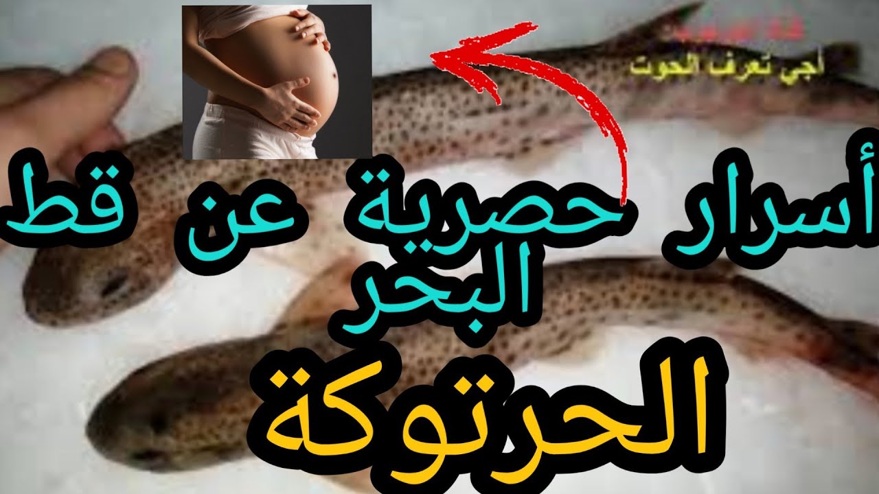 كل ما لا تعرفه عن قط البحر أو الحرتوكة! هل فعلا يساعد على الإنجاب؟ ثمنه لا يتعدى 15 درهم