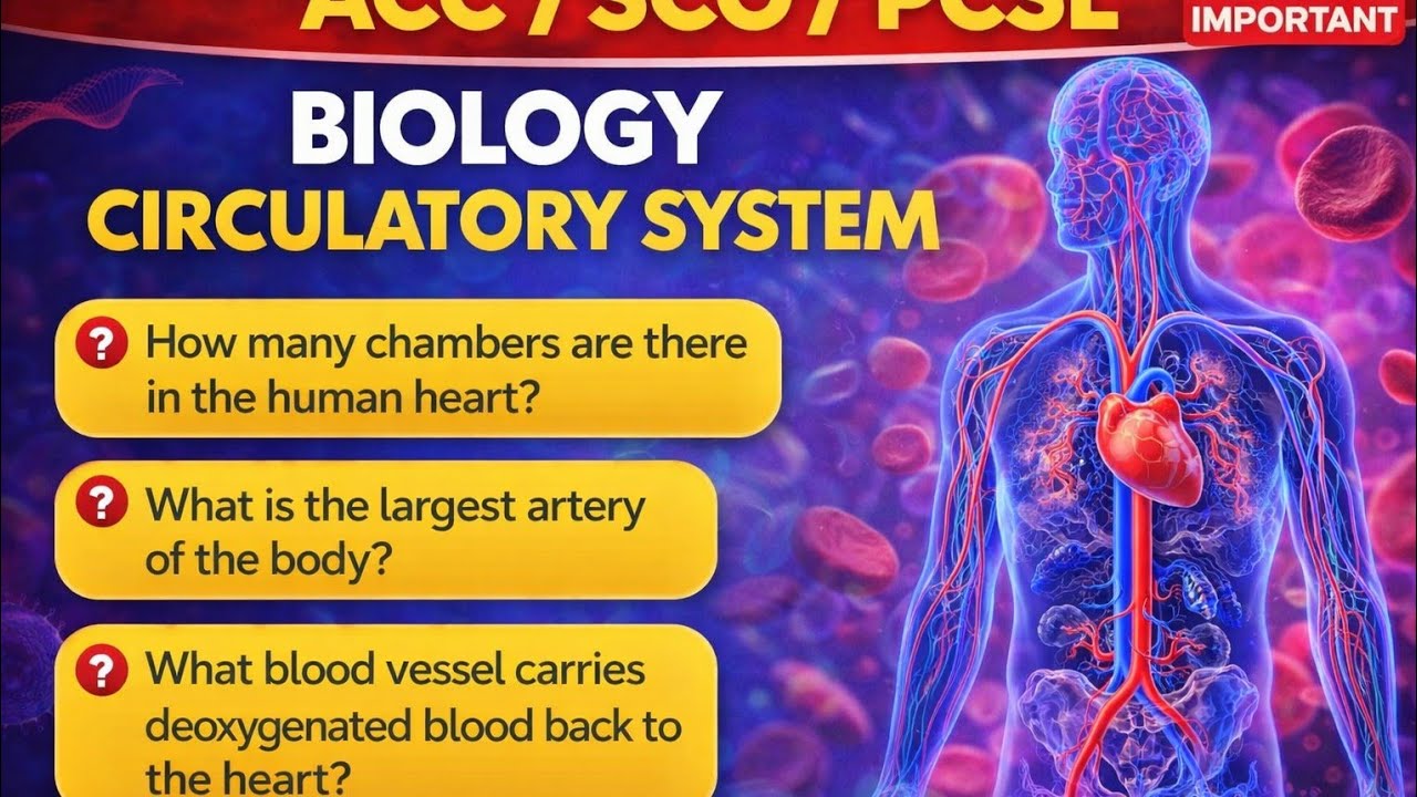 ACC-Circulatory System(Biology)