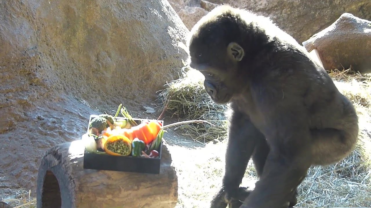 上野動物園ゴリラのお正月2020☆