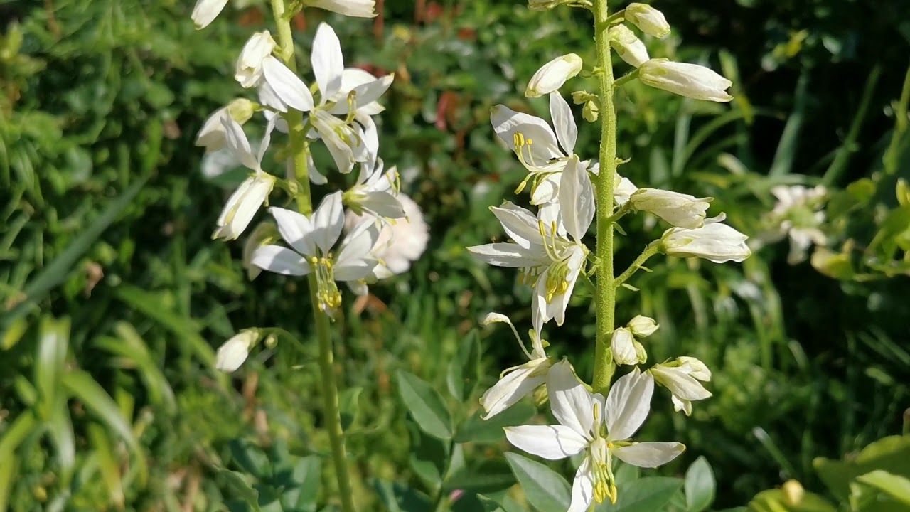 Dictamnus albus albiflorus (Dittany). A very fragrant plant with lemon scented flowers for USDA 8