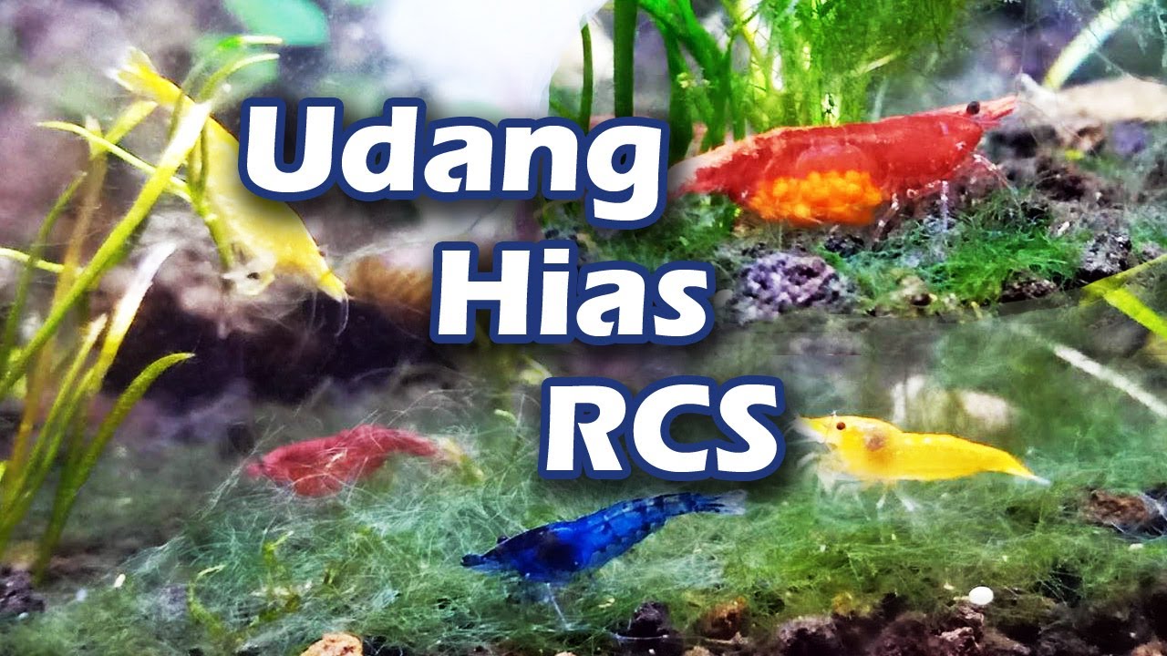 Cara Memelihara Udang RCS | Red Cherry Shrimp Caring Guide