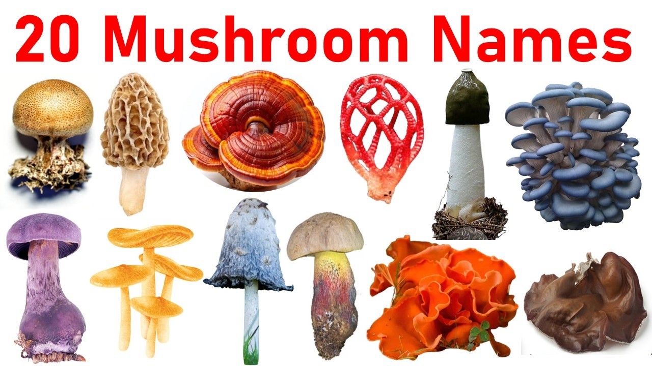 Mushrooms Name | 20 Popular Mushrooms You Should Know 🍄 | Edible, Wild & Poisonous Mushroom