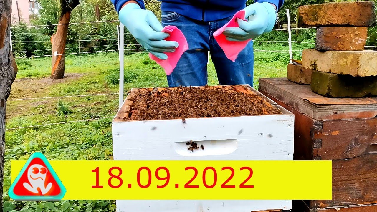 ACID FORMIC ... Tratarea familiilor de albine şi rezultatul tratamentului