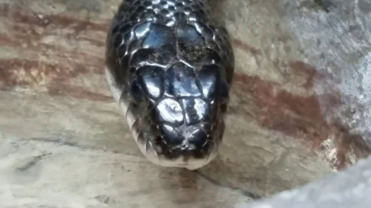 WILDLIFE DISCOVERY CENTER: A Thirst for Wildlife