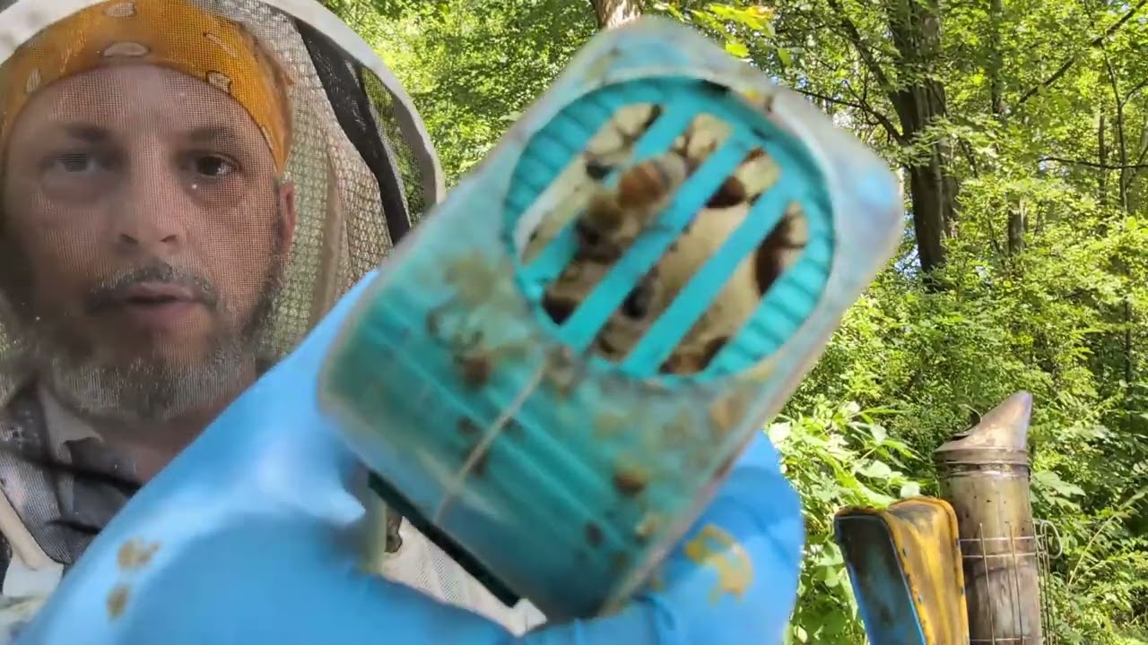 When Beekeeping Stings: SHB, Formic Pro, and Hard Truths - Part 1