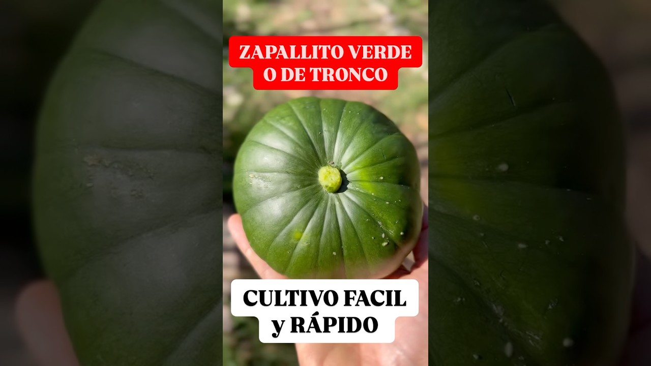 Cosecha R&aacute;pida y F&aacute;cil! Cultiva ZAPALLITO Verde en Casa!