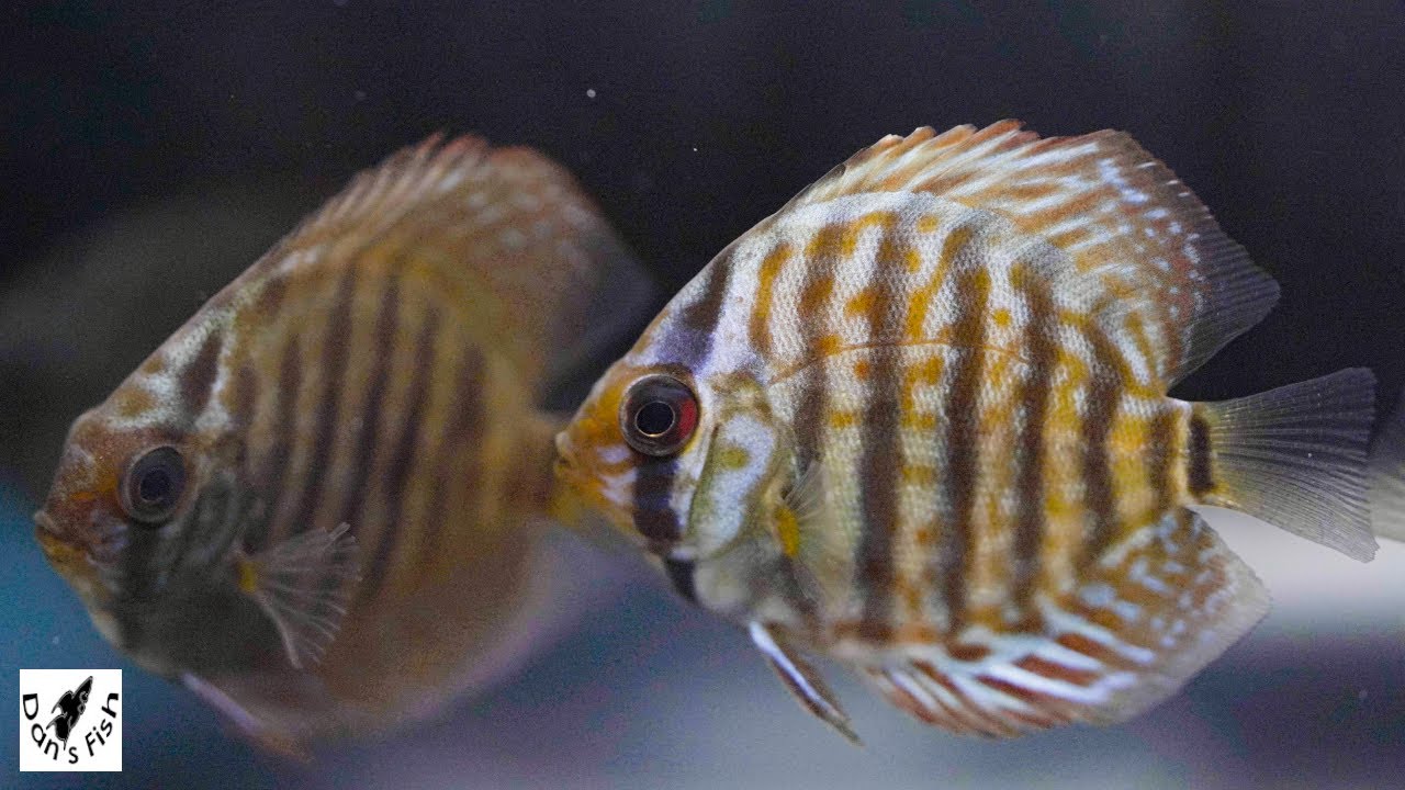 Discus Unboxing & Acclimation