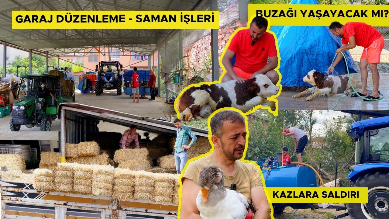 KAZLARA SALDIRI - BUZAĞI YAŞAYACAK MI ? GARAJ DÜZENLEME VE SAMAN İŞLERİ