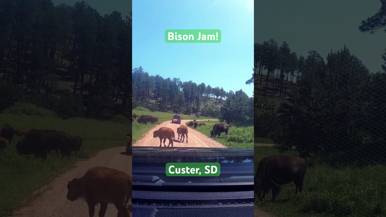 Bison Jam!  Wind Cave national Park. The bison are so chill here.