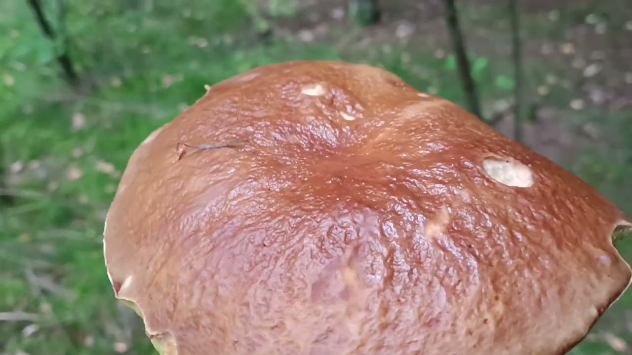 Prawdziwki! Rydze! Maślaki! Kurki! I inne gatunki!!!