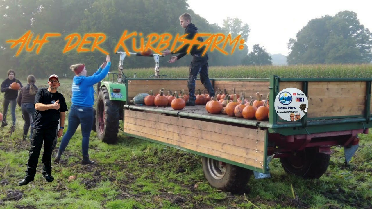 Staybetter Tipp! Camping auf der Kürbisfarm Hof Janning-Volbert in Ochtrup Nrw. Die Kürbisernte