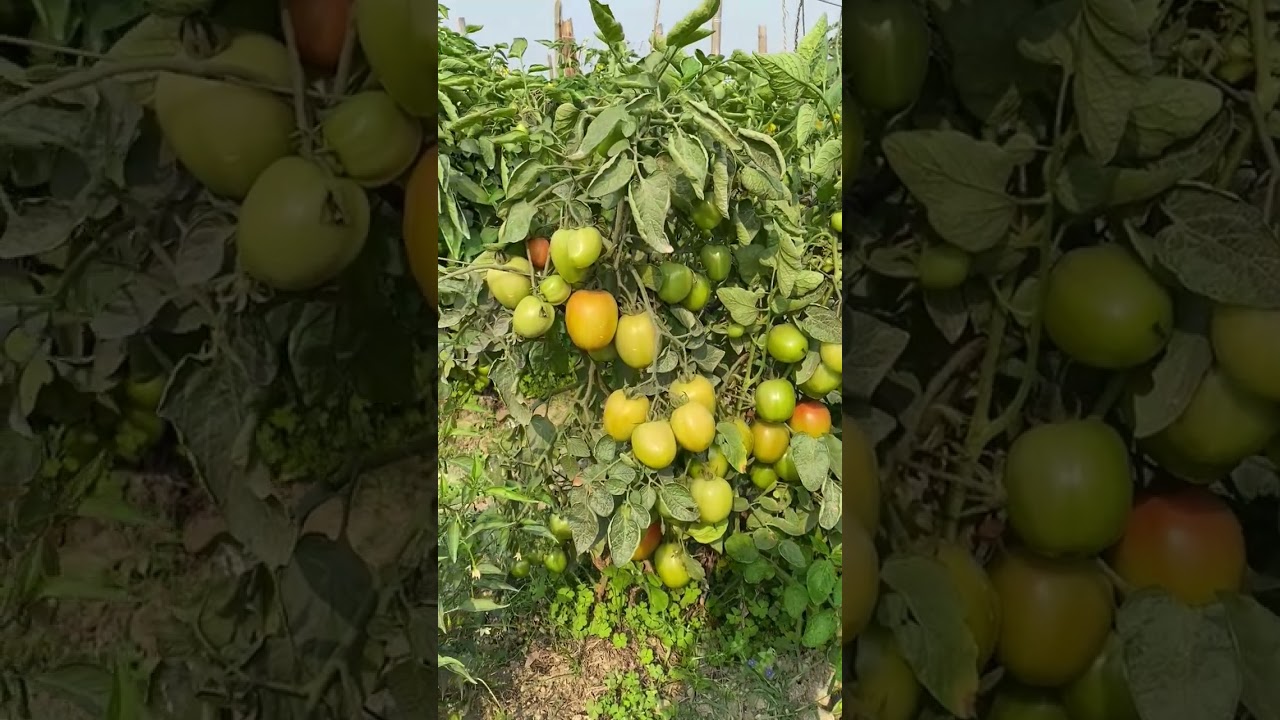 tamatar ki kheti 