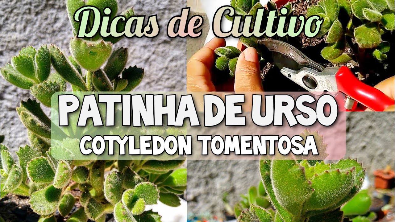 PATINHA DE URSO + DICAS DE CULTIVO + ENSINANDO FAZER MUDINHAS + REPLANTE / Jardim de Suculentas