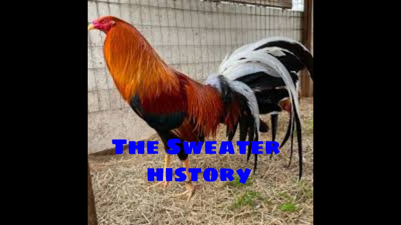 THE SWEATER GAMEFOWL HISTORY
