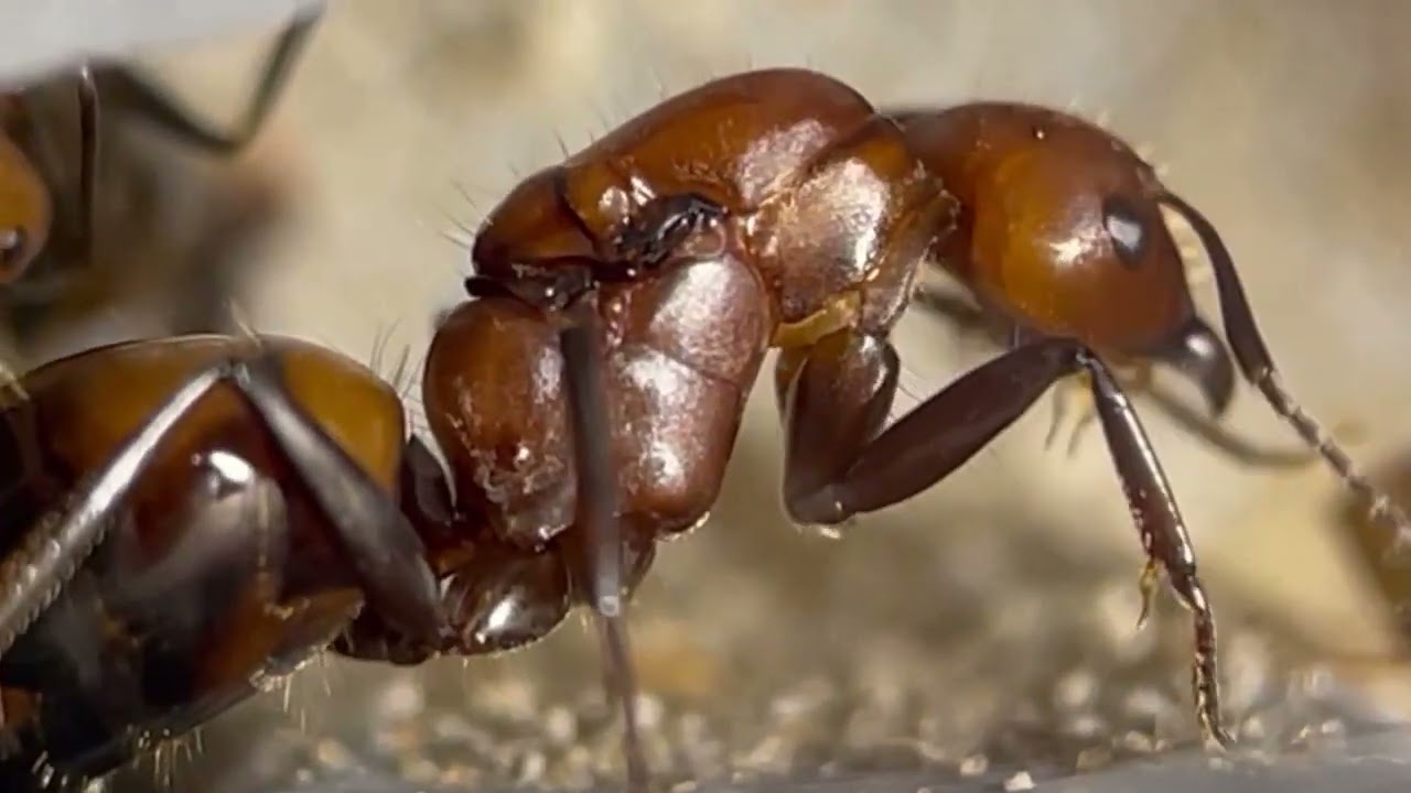 Best Ants UK - The Antie Ant Farm with the Camponotus nicobarensis Ants Care