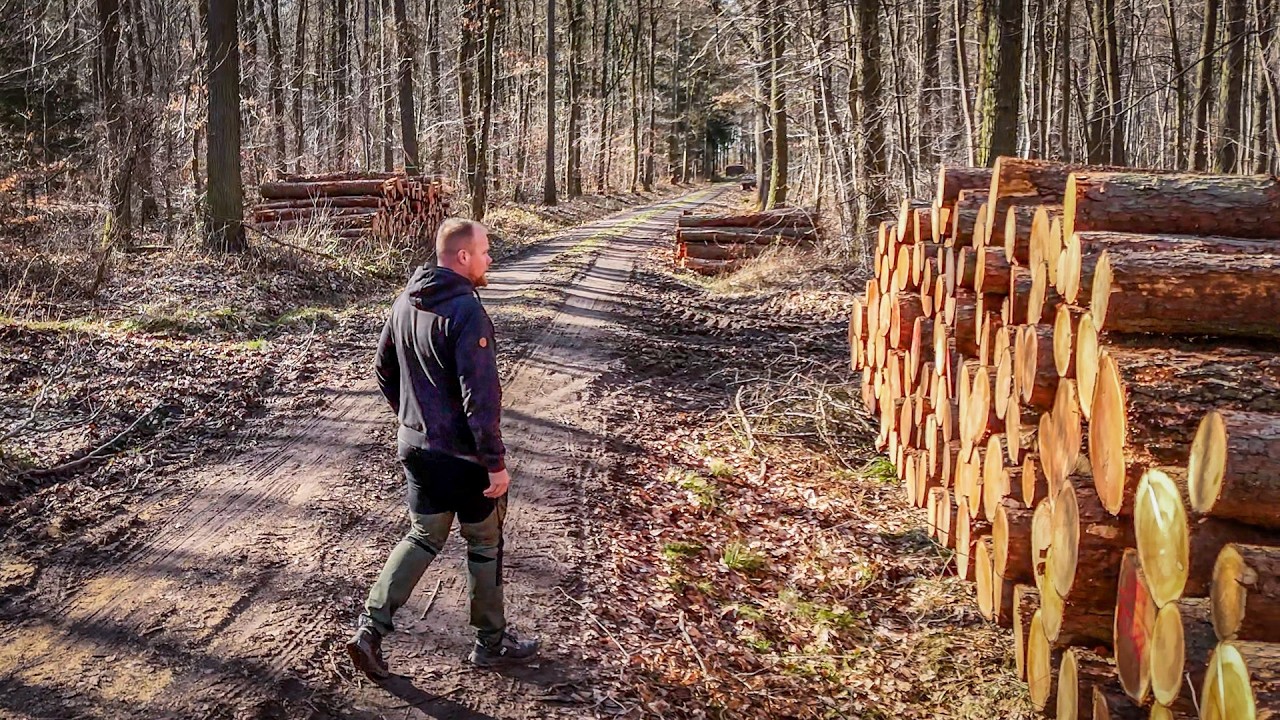 Holz aus dem Wald kaufen - Baumstämme kaufen und liefern lassen
