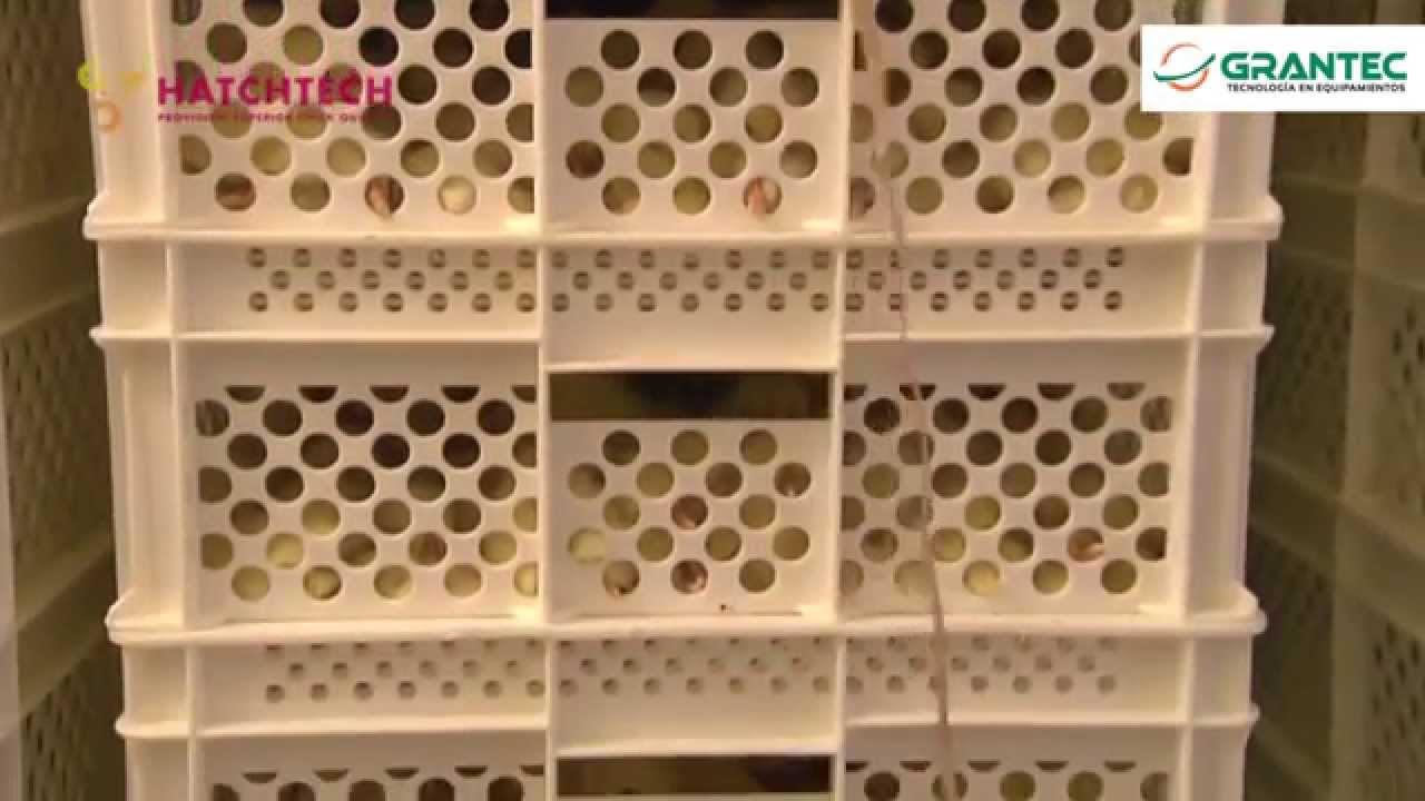 Almacenamiento - HatchTech Chick Storage Room