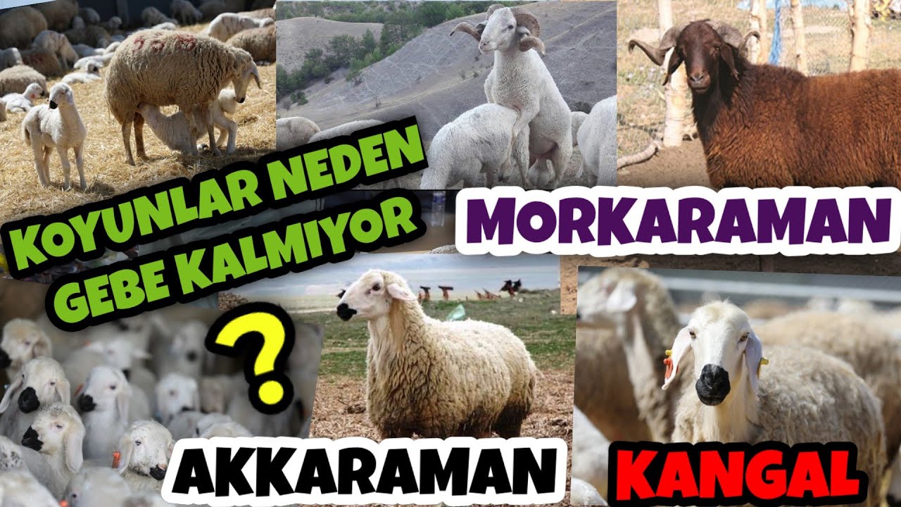KOYUNLARI GEBELEŞTİRMENİN PÜF NOKTALARI | SAKIN KAÇIRMA !!!