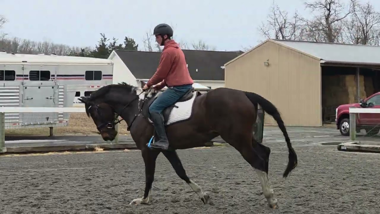 Lion jumping 2/18/26
