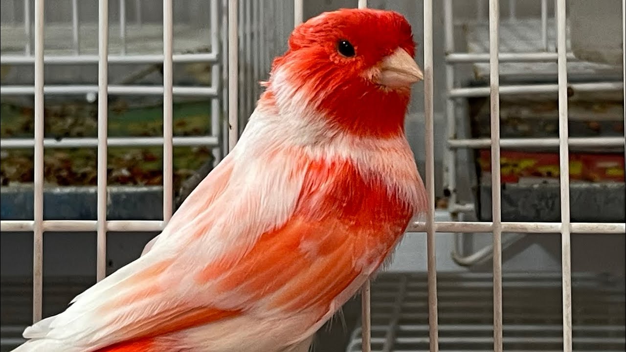 Aula 34: Criação de Canários: Estratégia para Desbloquear o Potencial Reprodutivo das aves